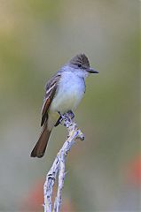 Ash-throated Flycatcher